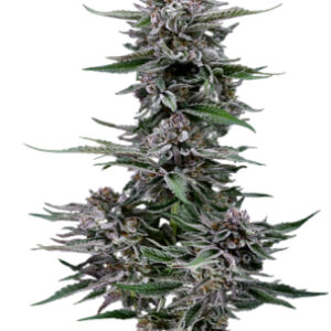 Black Diamond OG