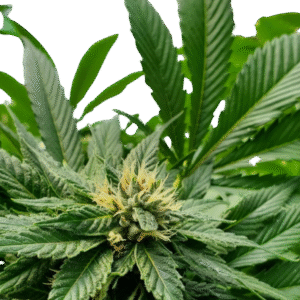 Butterscotch Indica