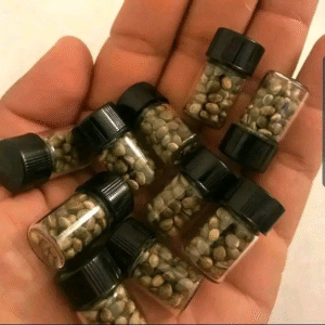 Seeds
