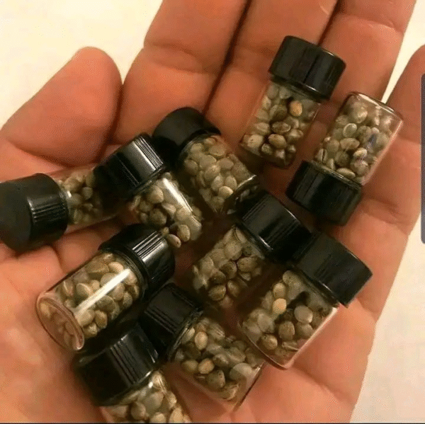 Seeds