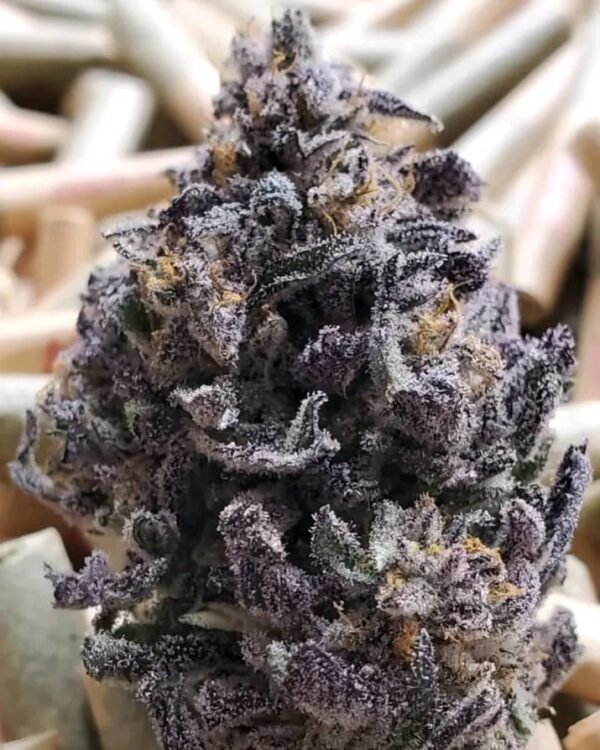 Blue Berry